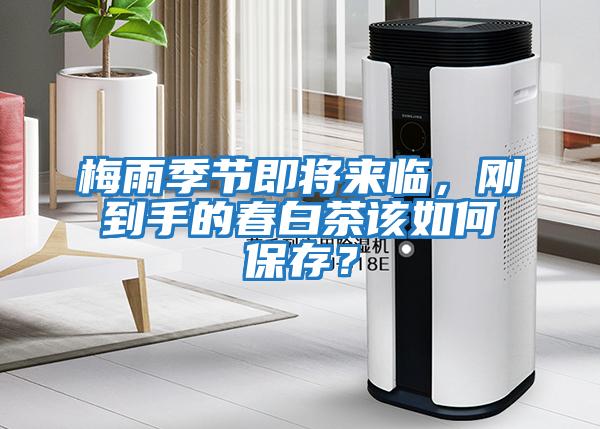 梅雨季節(jié)即將來臨，剛到手的春白茶該如何保存？