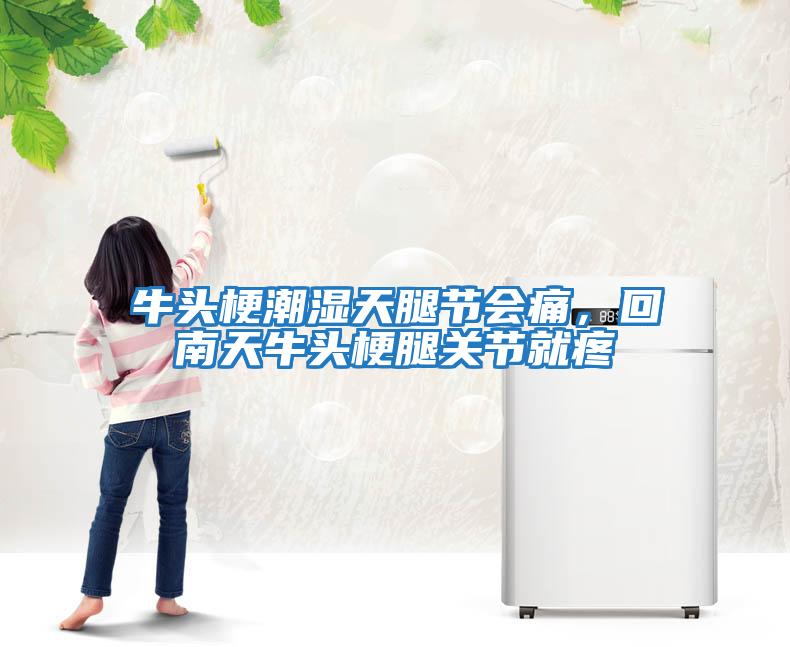 牛頭梗潮濕天腿節(jié)會(huì)痛，回南天牛頭梗腿關(guān)節(jié)就疼