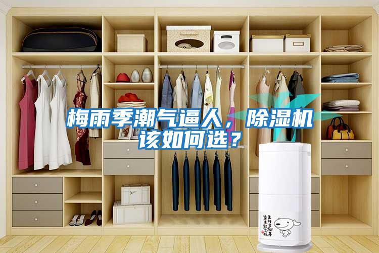 梅雨季潮氣逼人，除濕機該如何選？